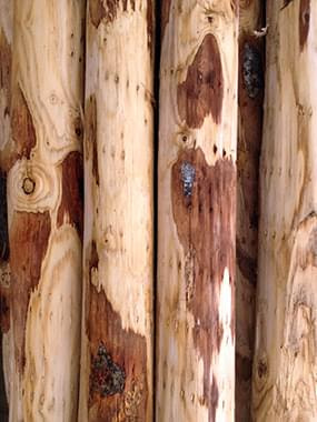 Die Nauli AG Holzhandel in Graubünden liefert hochwertiges Kastanienholz Rundholz